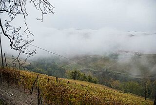 Weinfeld - Elio Grasso