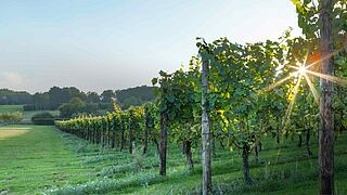 Vingårde i Storbritannien