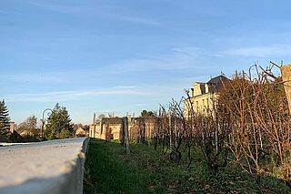 Anwesen des Weinguts Suenen hinter ein paar Weinreben Anwesen des Weinguts Suenen hinter ein paar Weinreben