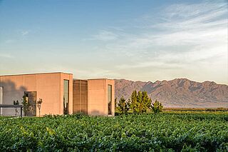 Vina Cobos vingårdsbygning i solskin med en grøn vinmark i forgrunden Vingård og bygning af vingården Vina Cobos