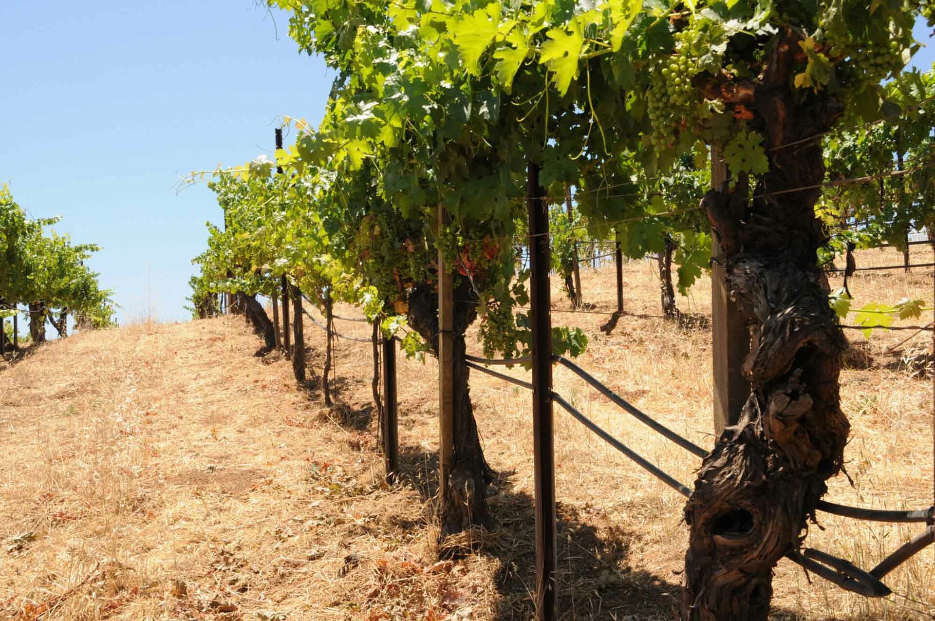 Reben Nappa Valley