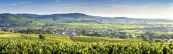 Beaujolais-vin