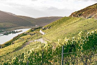 Weinberg von J. J. Prüm Weinberg von J. J. Prüm