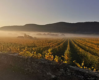 Weinberge von Emmerich Knoll
