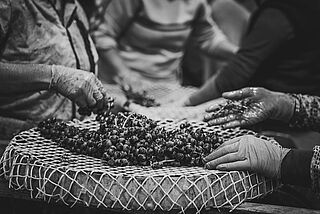 Die Trauben werden nach der Ernte von Hand sortiert