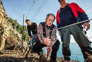 Arbeit am Weinberg