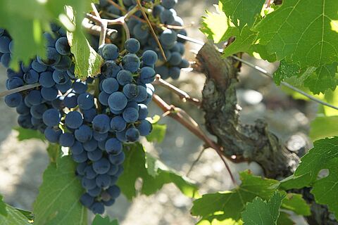 Weinreben aus der Region