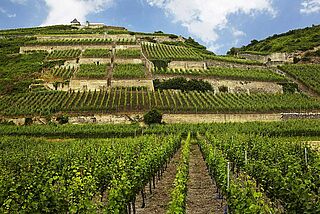 Winkelberg Heger Baden