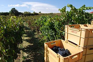 Lese bei der Bodegas Artadi de Laguardia