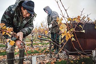 Arbeit im Weinberg von Clos Manou