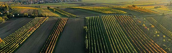 Panorama der Weinfelder aus der Region