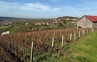 Weinfeld vom Weingut