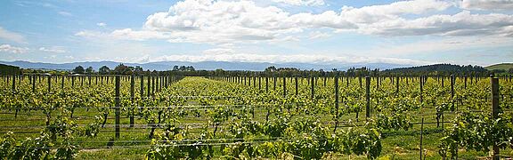 Martinborough Weinfeld, blauer Himmel