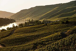 Mosel vingårde, vingårde Mosel vingårde, vingårde