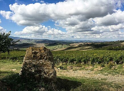 Panorama Weinberge bei Tenuta di Trinoro Vini Franchetti