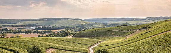 Blick über die Weinfelder in Chablis