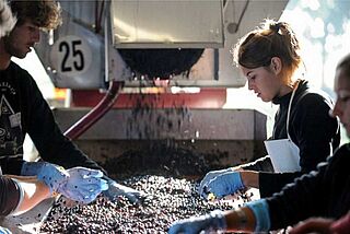 Druehøst på vingården Doyac Druehøst på vingården Doyac