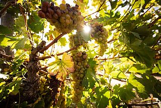 Druer på vinstokken