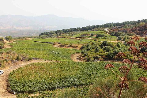 Weinberge auf Sizilien