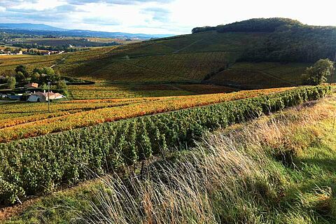 Weinberge im Beaujolais