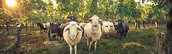 biodynamischer Weinbau – die Schafe inmitten der Weinfelder