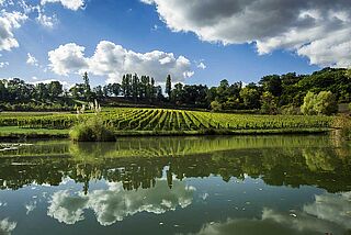 Vinmarker under en blå himmel ved floden