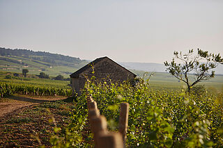 Burgund 2022