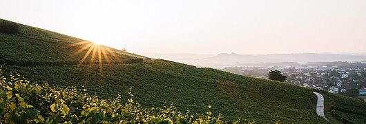 Badens vinmarker
