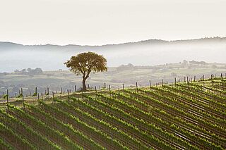Weinfeld Mazzei bei Nebel