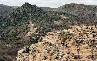 Weinberge Bodegas Telmo Rodriguez Ladeiras Do Xil