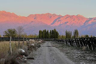 Von den Weinfeldern aus sieht man die Berge im Sonnenuntergang