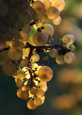 Die Riesling Traube