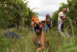 Vinarbejde på Quinta de Soalheiro Vinarbejde, druehøst, hund i vinmarken