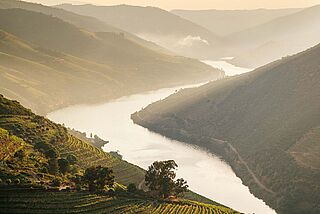 Weinberge Van Zellers & Co. bei Sonnenaufgang