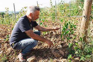 Vinbonden viser noget i vinmarken