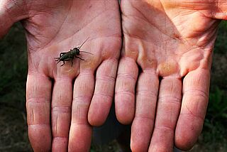 Die Winzer-Hände halten einen Käfer