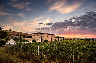 Die Weinberge von Monteverro