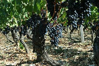 Rebstock mt Bodenbeschaffenheit bei Mas del Perie - Fabien Jouves