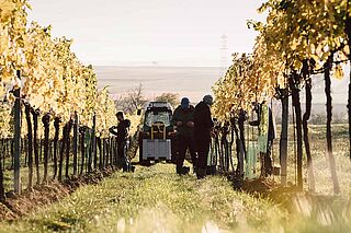 Weinlese auf dem Weingut Doktor Wunderer bei Sonnenschein Weinlese auf dem Weingut Doktor Wunderer bei Sonnenschein