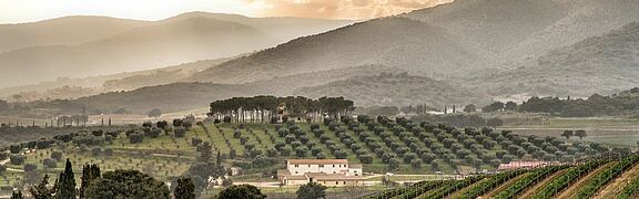 Weinberge Bolgheri