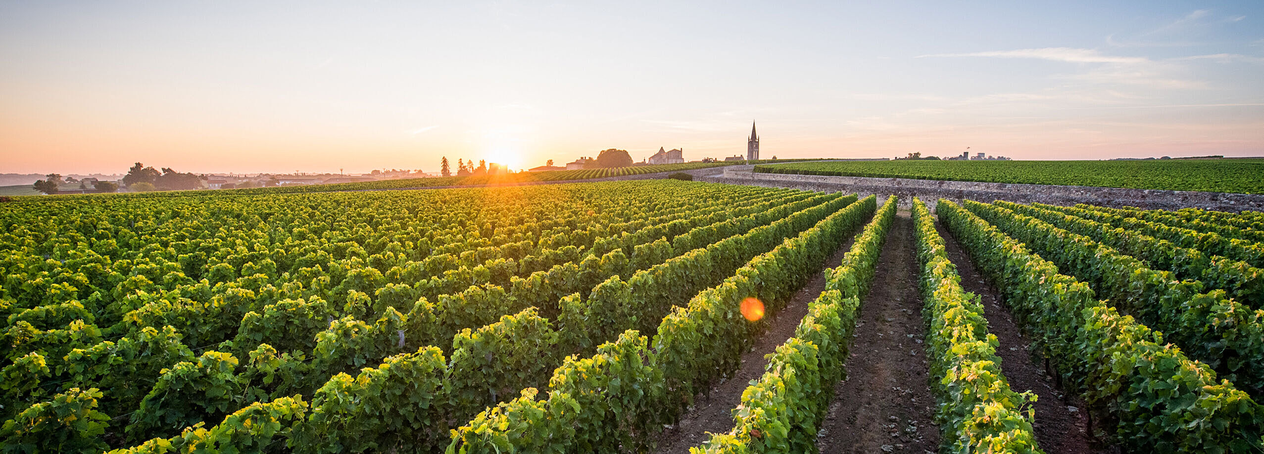 Bordeaux Region Weinberge