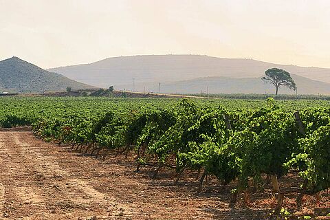 Weinfeld und Weinberge El Angosto