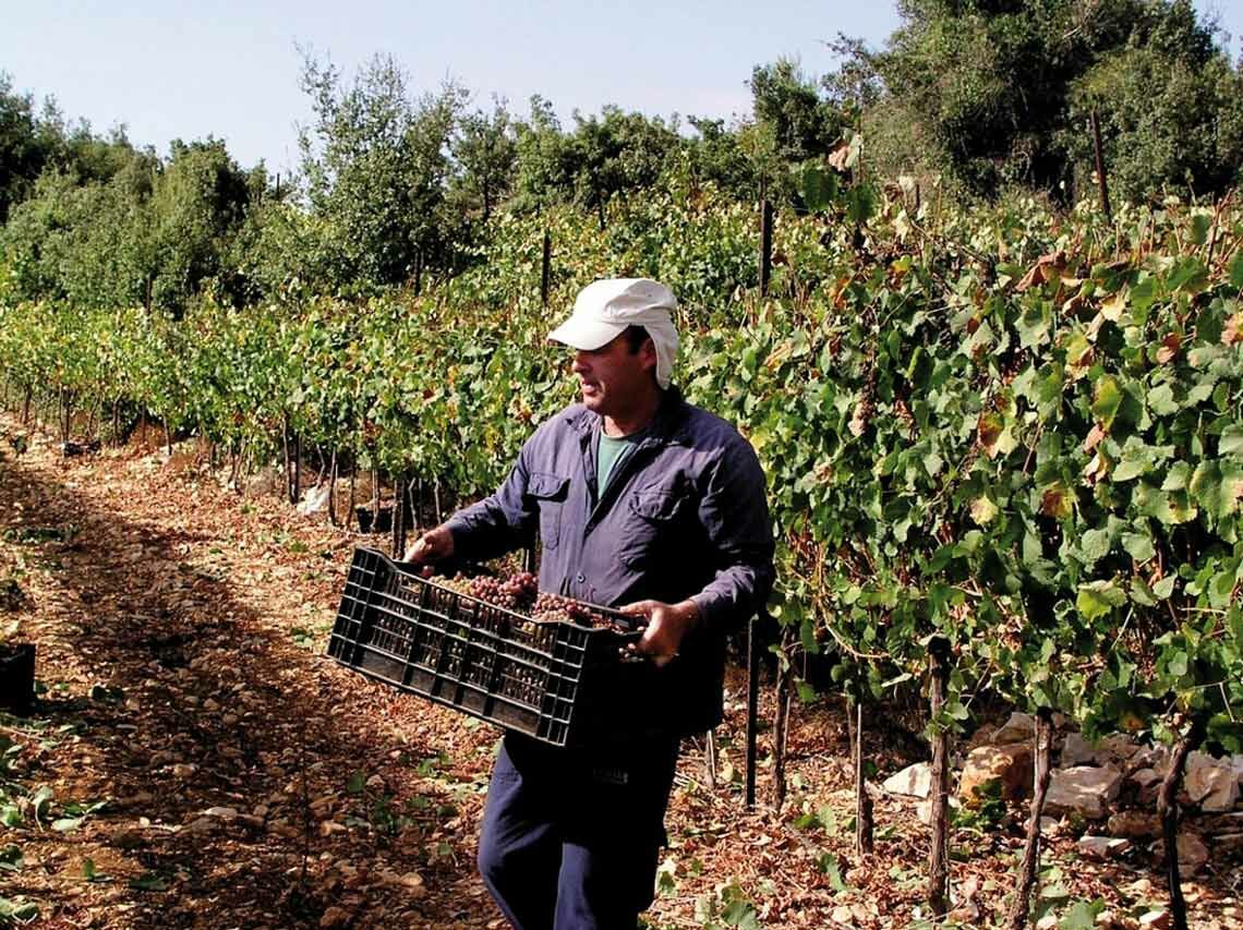 Israelischer Wein kraftvoll und üppig Lobenbergs Gute Weine