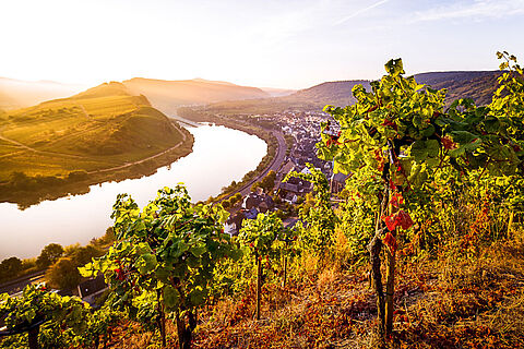 Weinberge neben der Mosel