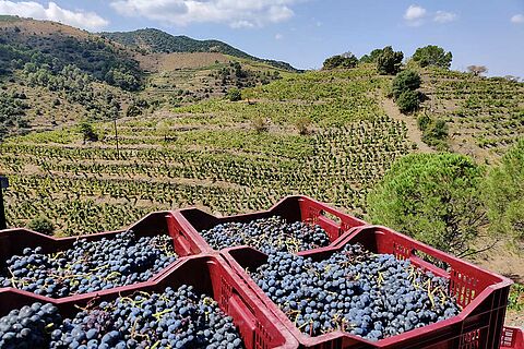 Weinberge des Weinguts Nin-Ortiz, bei blauem Himmel