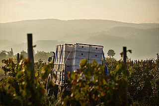 Weinlese auf dem Weinfeld Recaredo