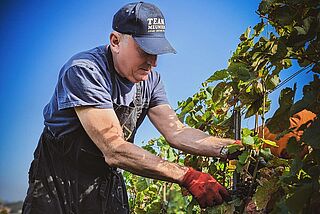 Weinlese auf dem Weingut Christophe Mignon