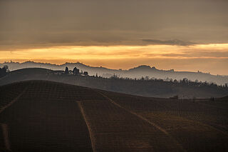 Piemont Weinberge