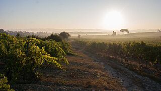 Weinlandschaft in Bairrada Weinlandschaft in Bairrada