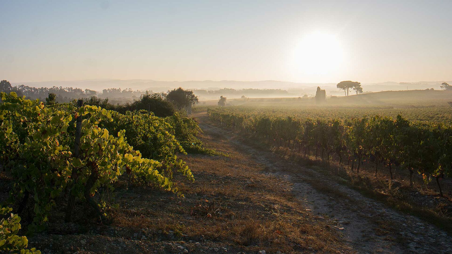Weinlandschaft in Bairrada
